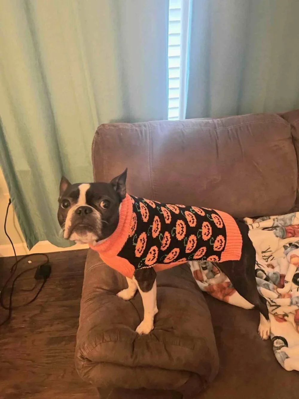 Lot 2 Dog Knit Halloween Sweaters Size M Pumpkins 13-20lbs Worn once Spooky